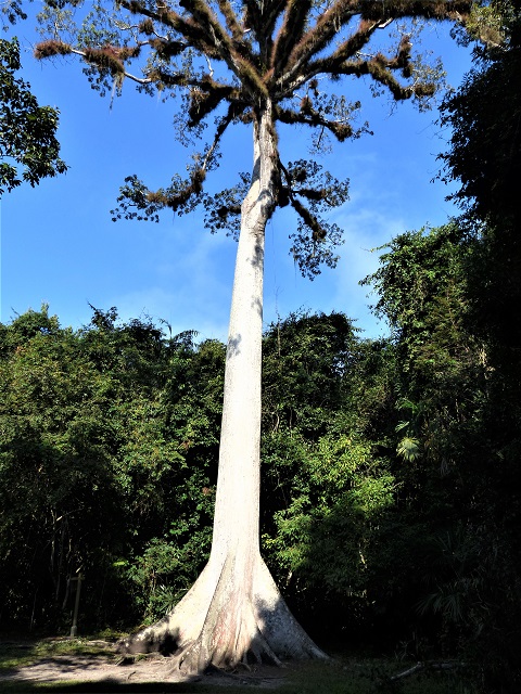 Ceiba tree